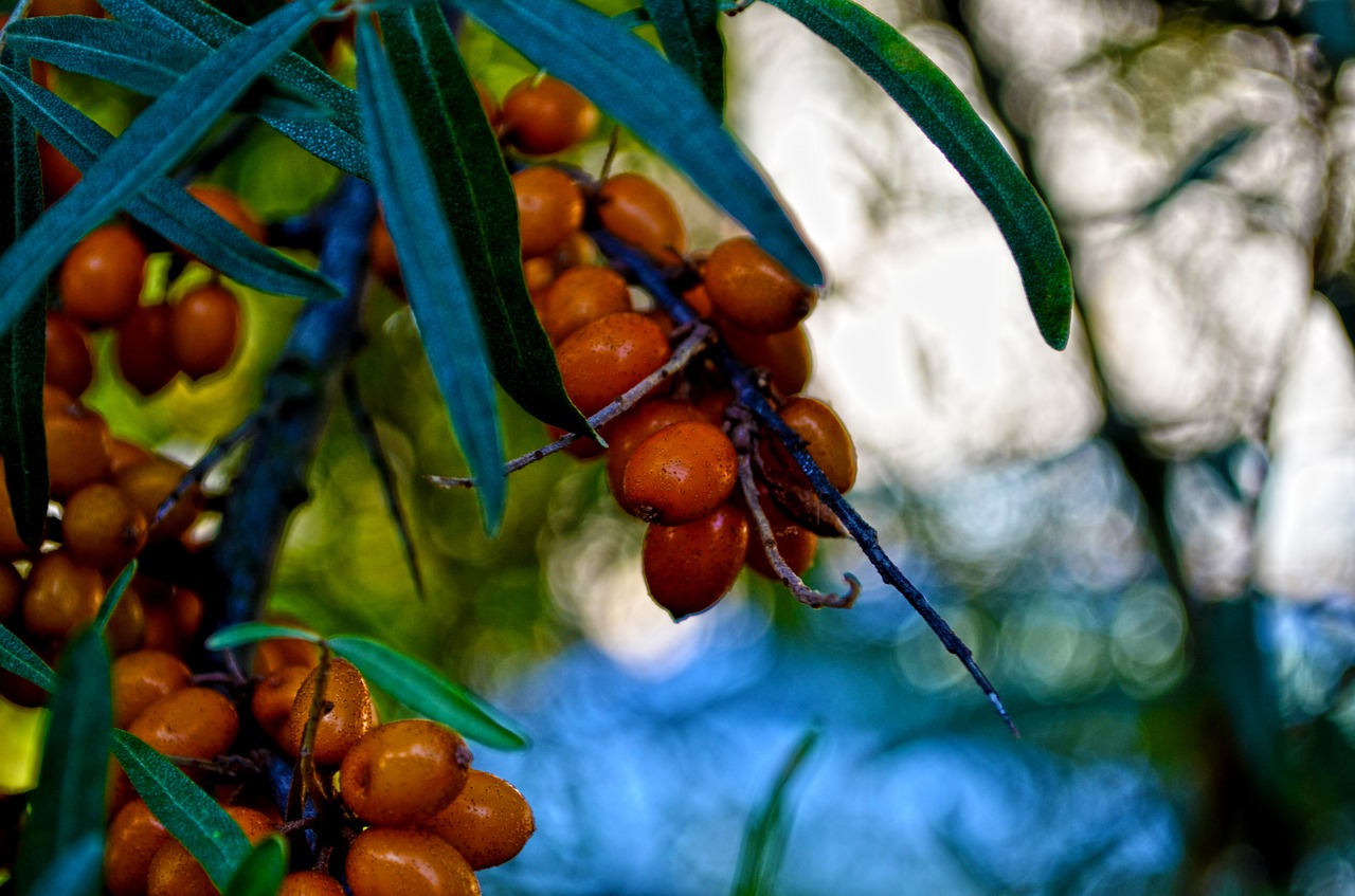 nature tree branch free photo