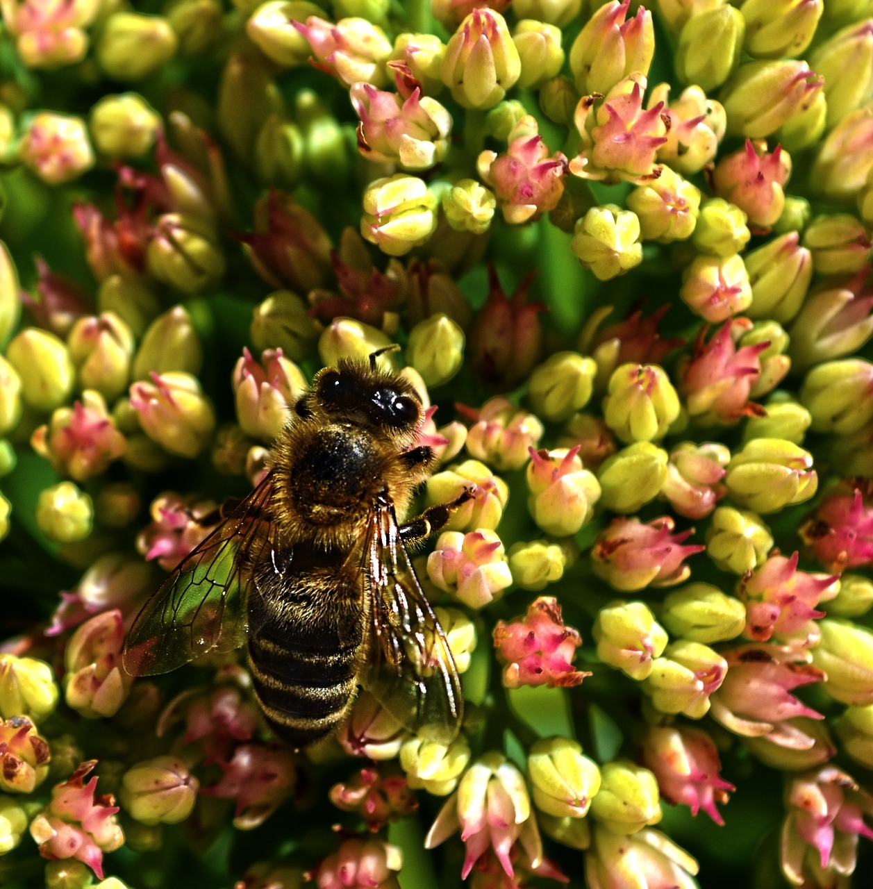 bee nature flowers free photo