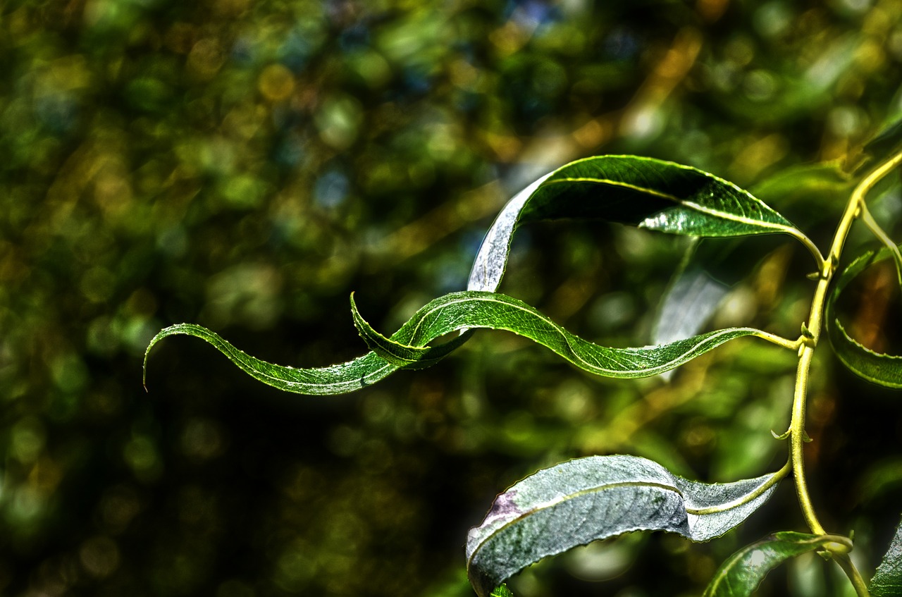 nature tree willow free photo