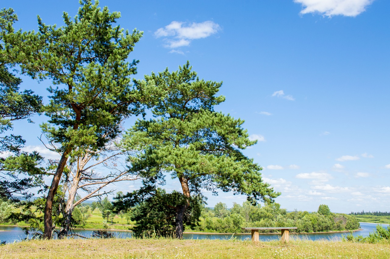 nature sky trees free photo