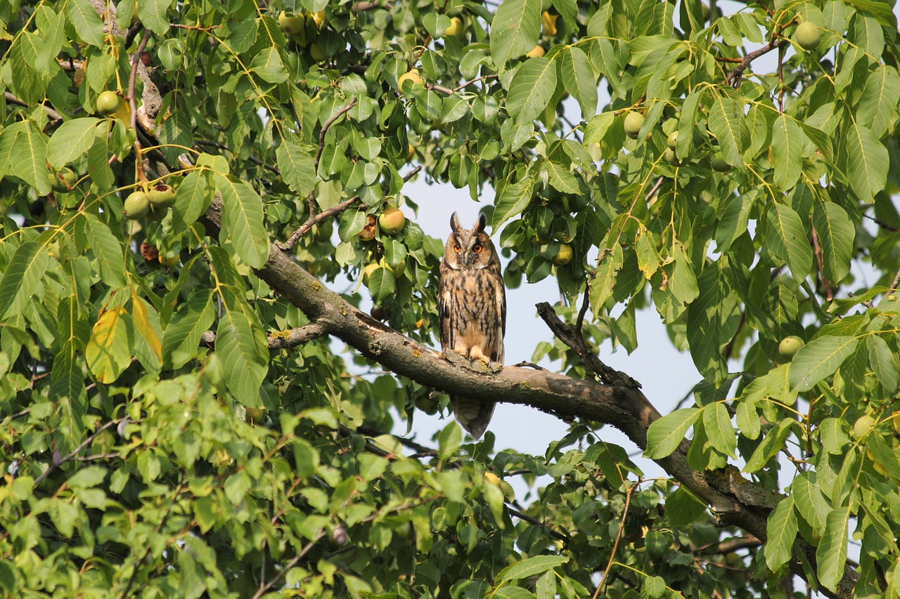 nature birds owl free photo