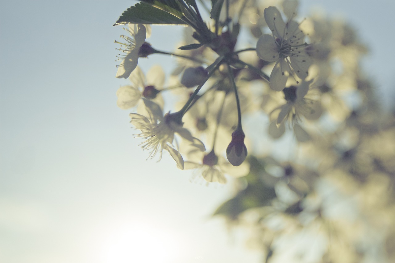 nature light cherry free photo