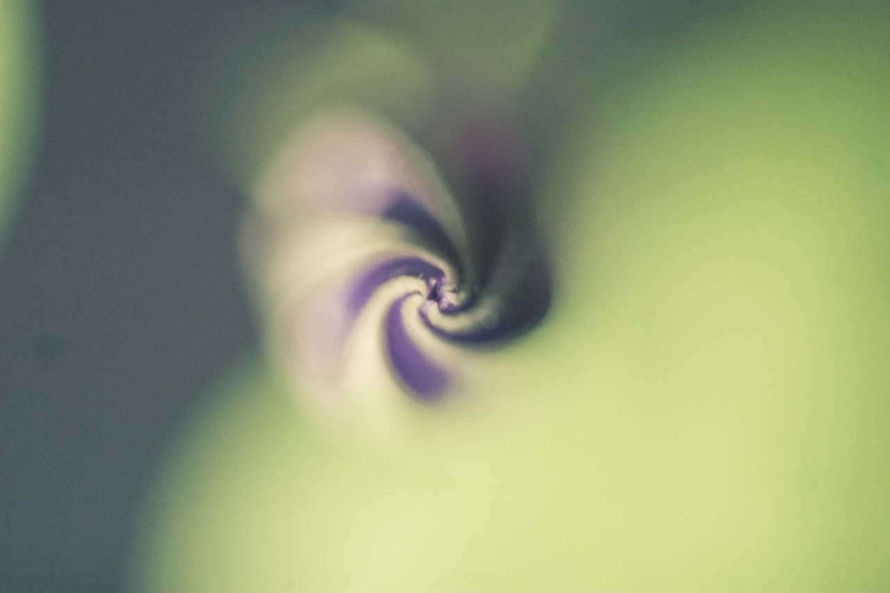 nature sprial′ macro free photo