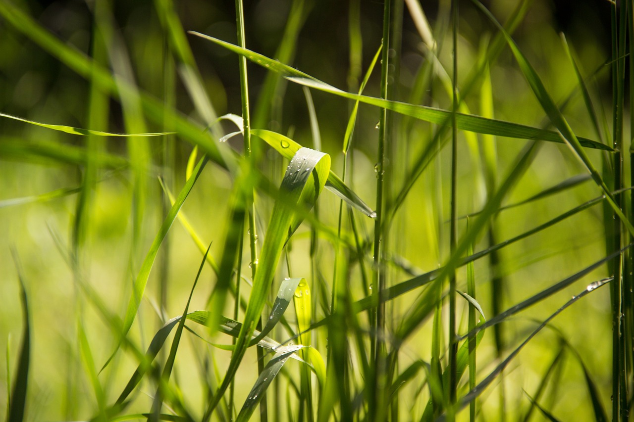 nature grass green free photo