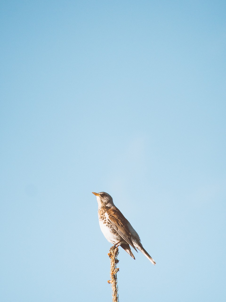 nature bird animal free photo