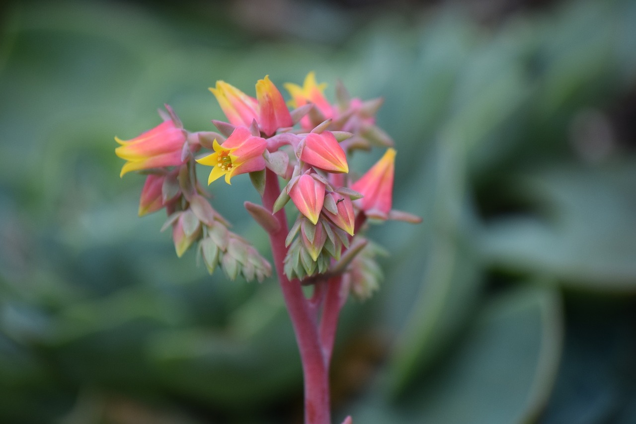 nature succulent plant legoland free photo