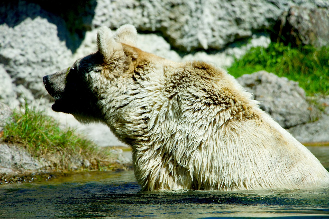 nature animals brown bear free photo