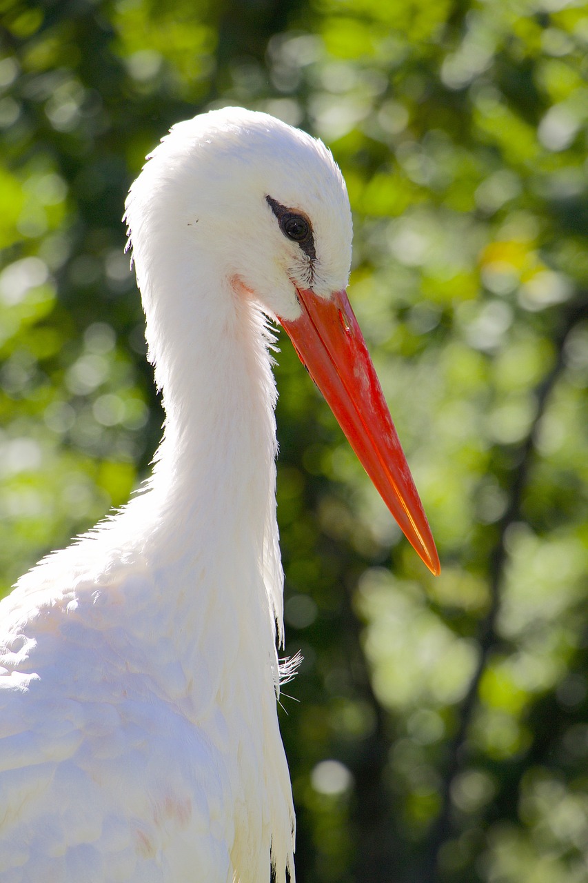 nature birds stork free photo