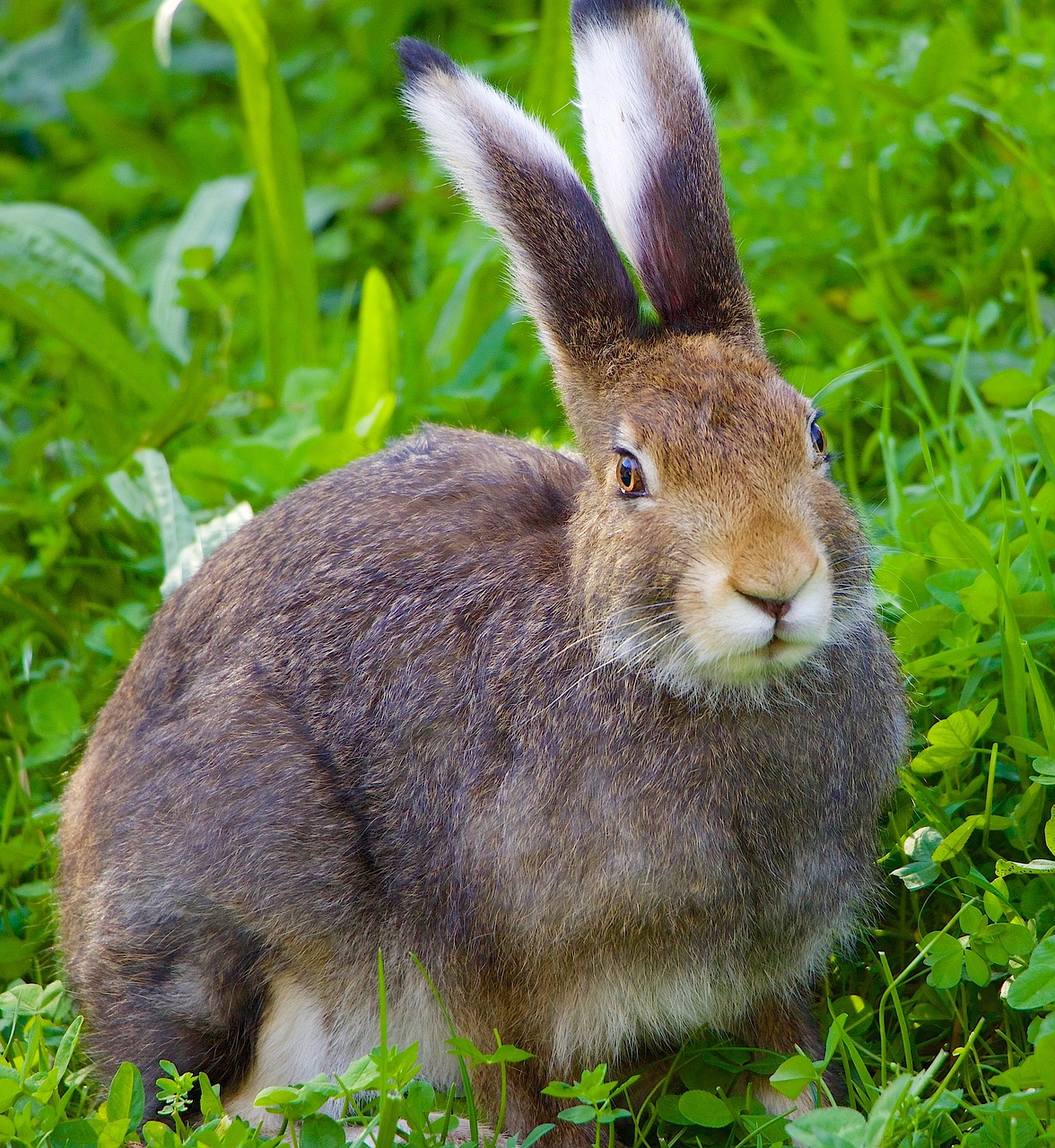 nature animals hare free photo