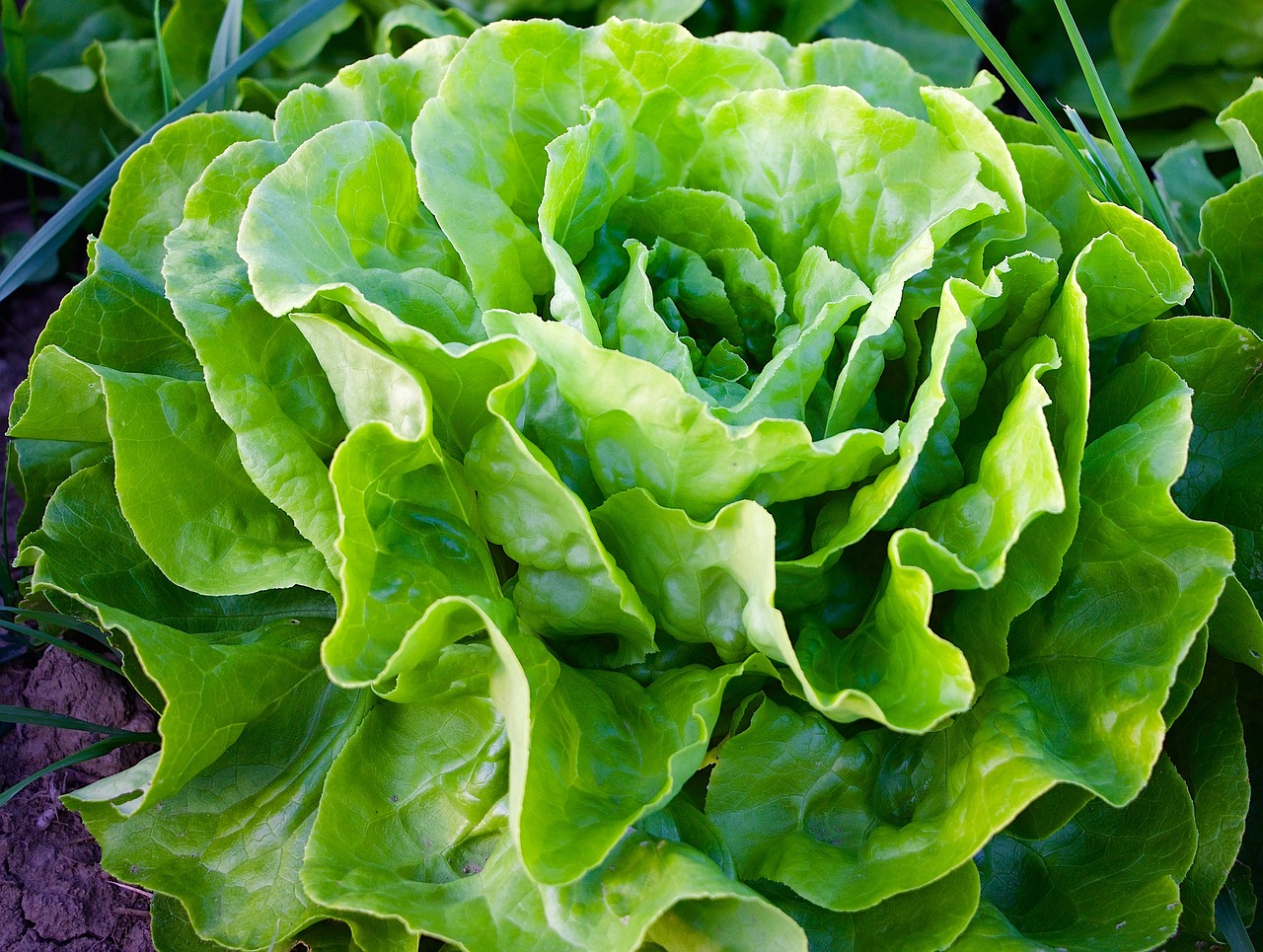 nature plant salad free photo