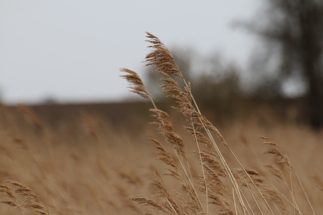 nature reed landscape free photo