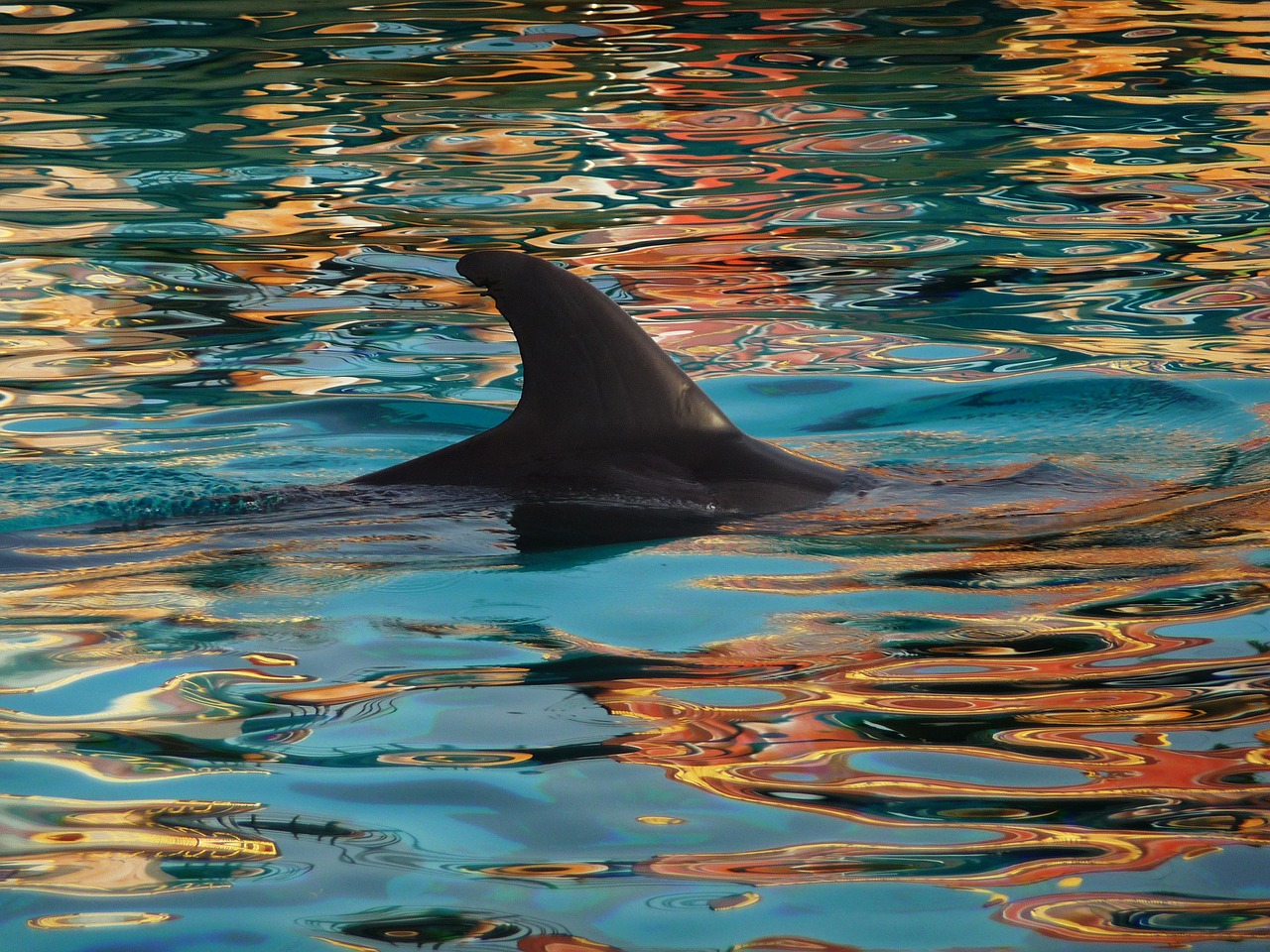 dolphin fin nature free photo