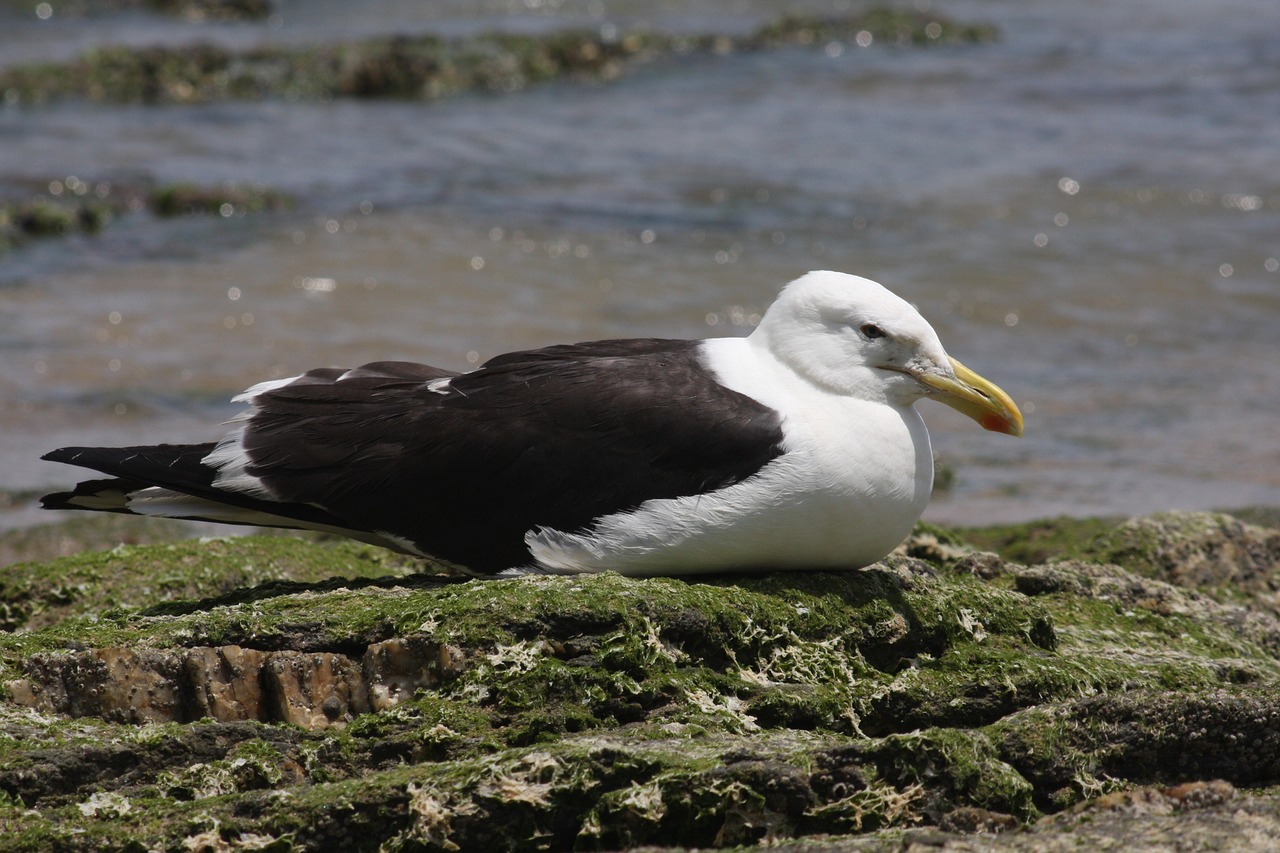 nature birds seagull free photo