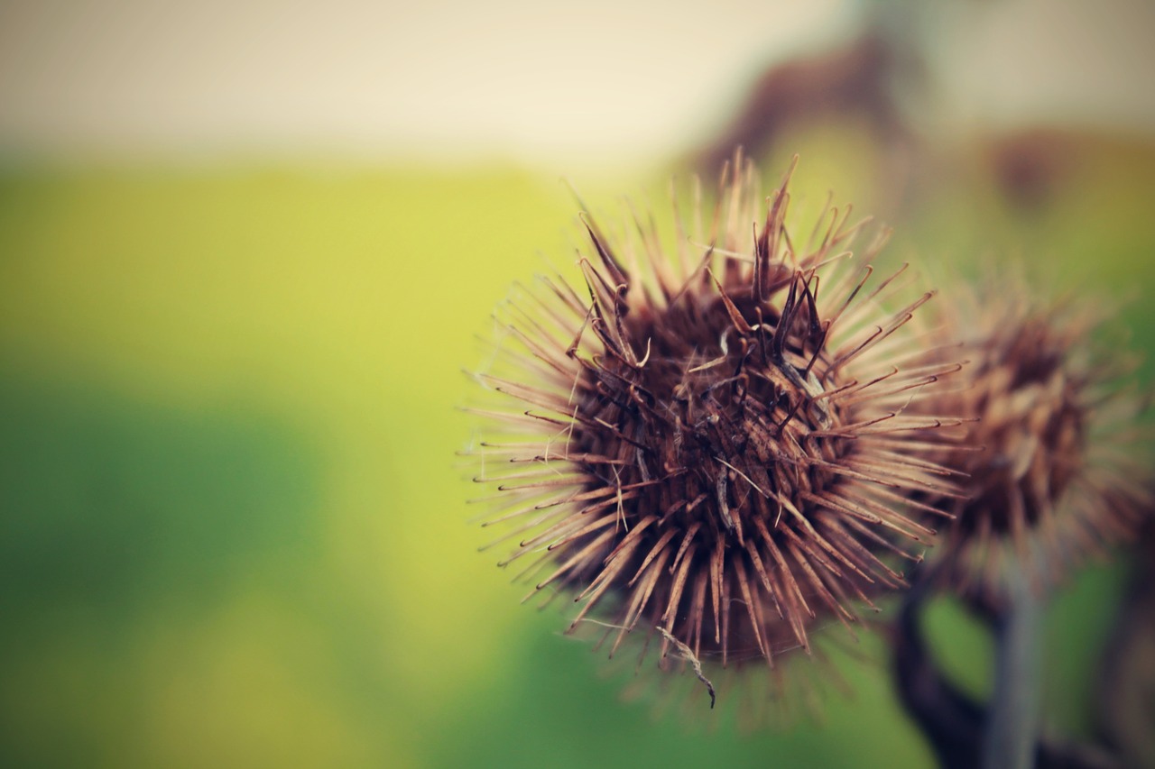 nature plant thistle free photo