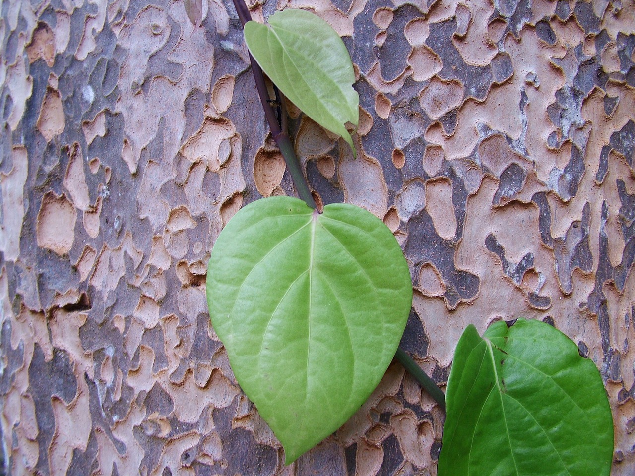 nature trunk leaves free photo