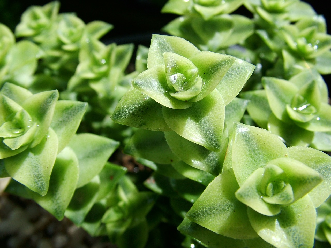 nature succulents green free photo