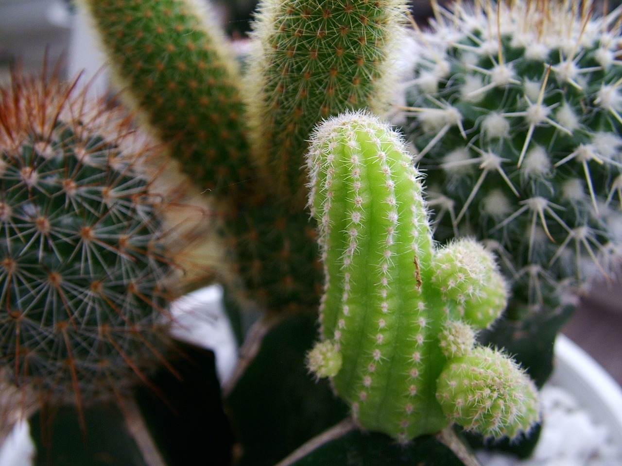 nature cacti detail free photo