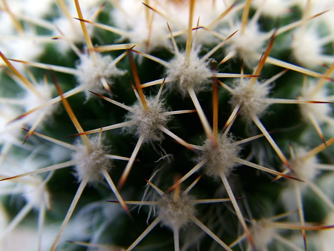 nature cacti thorns free photo