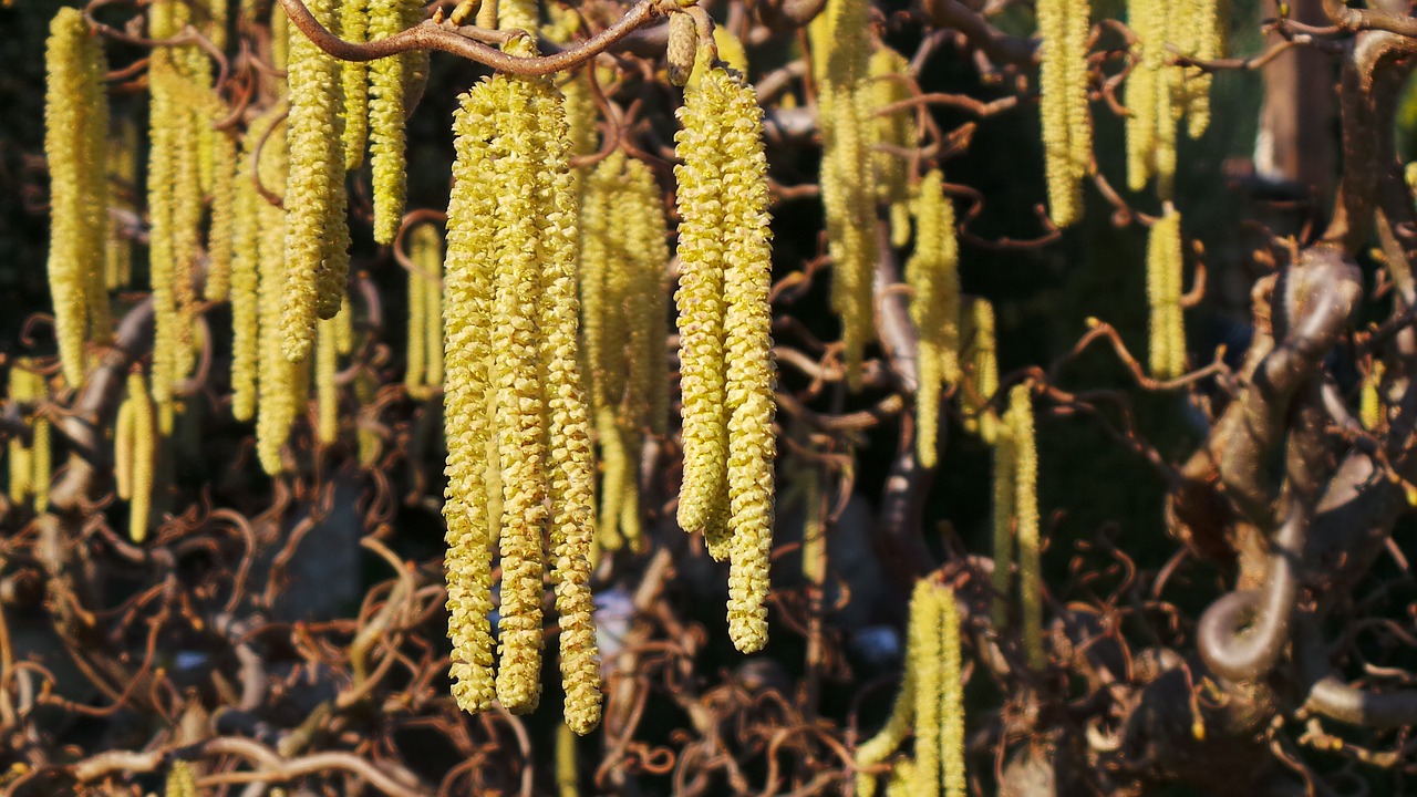 nature seeds close free photo