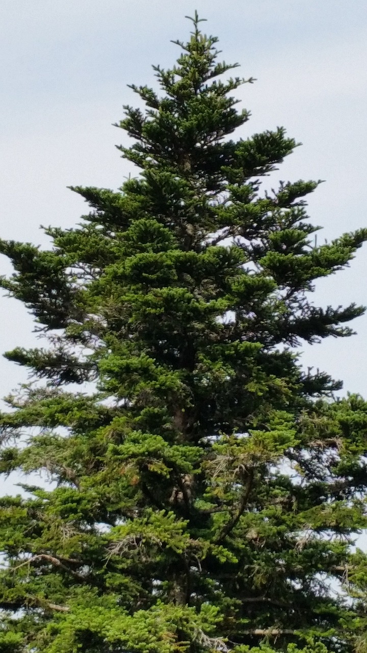 nature tree fir free photo