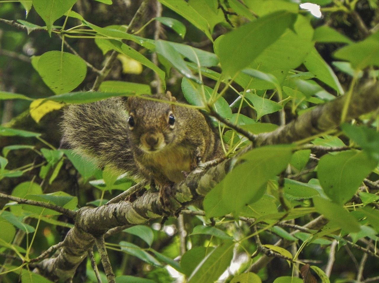 nature squirrel tree free photo