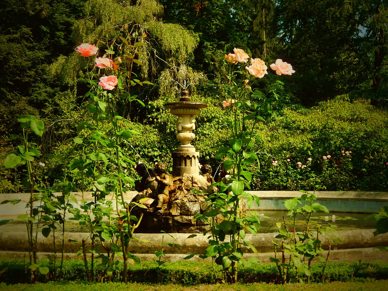 nature rose fountain free photo