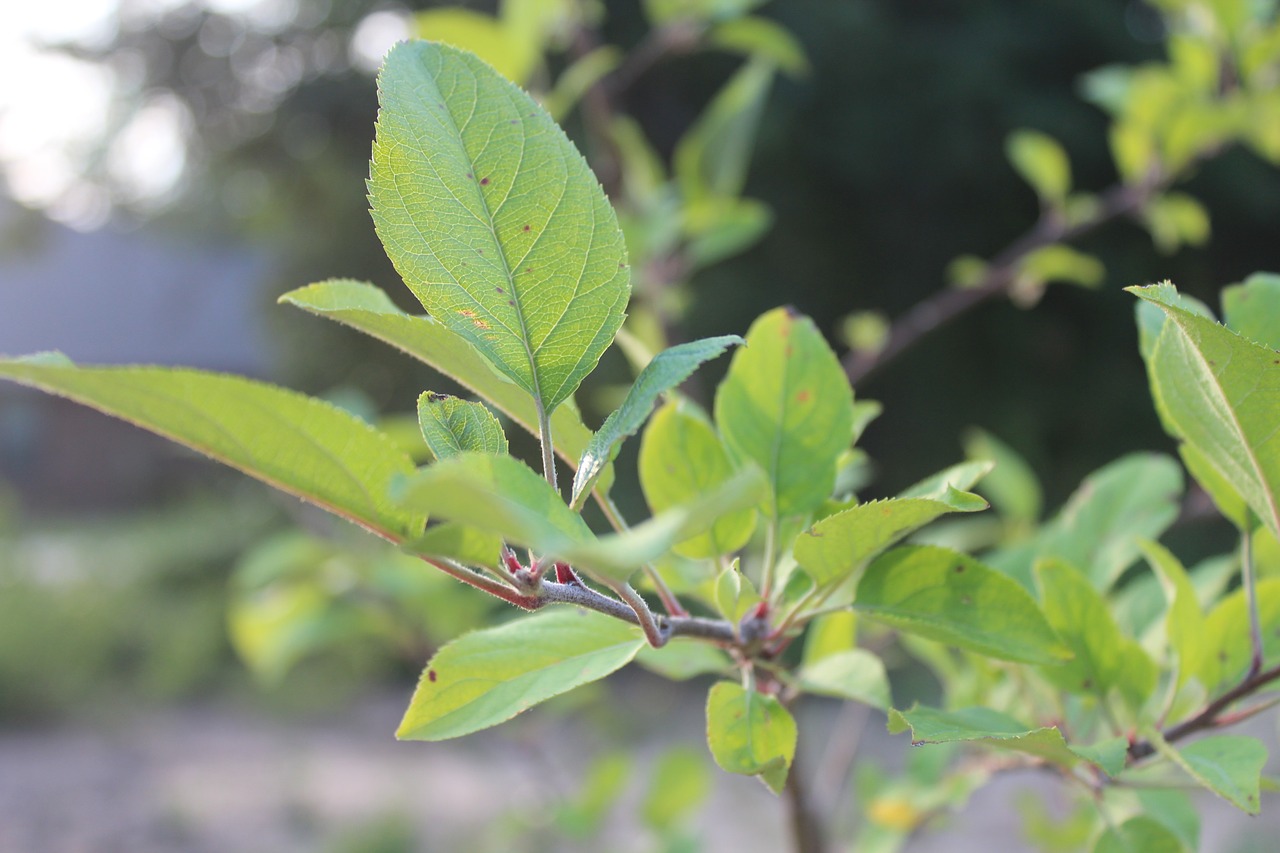 nature tree green free photo