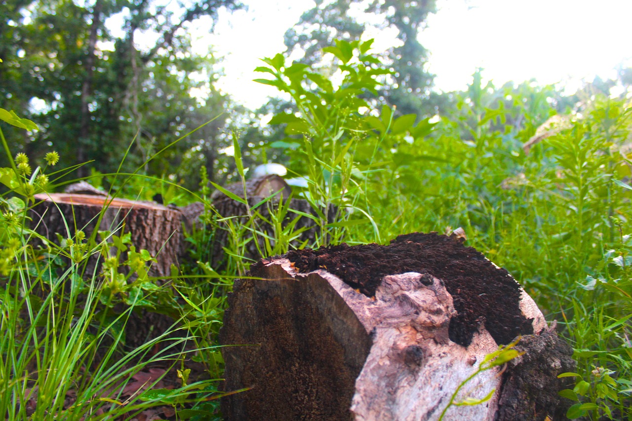 nature wood stump free photo