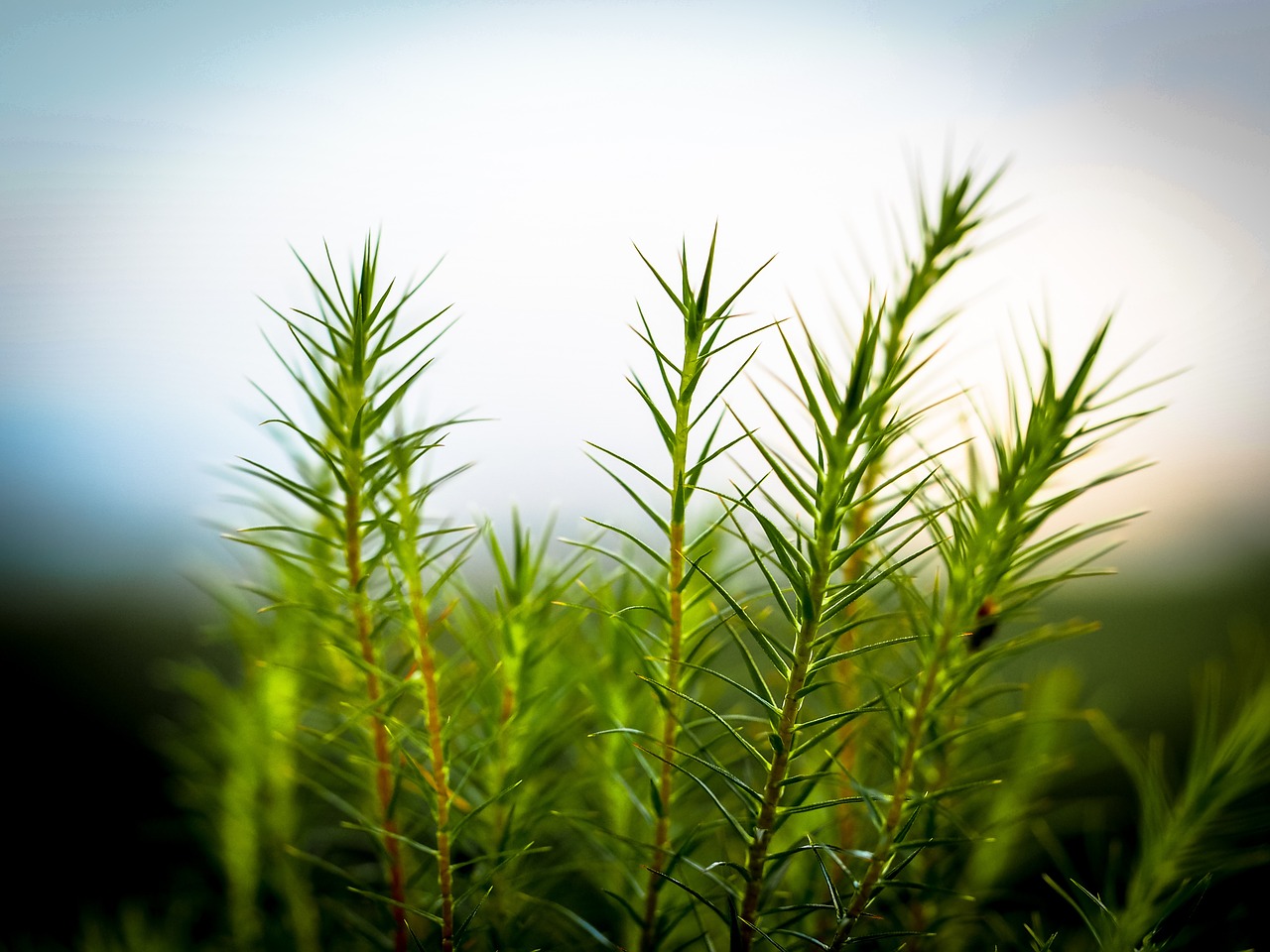 nature plant close free photo