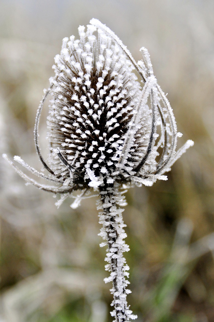 icing winter thistle free photo