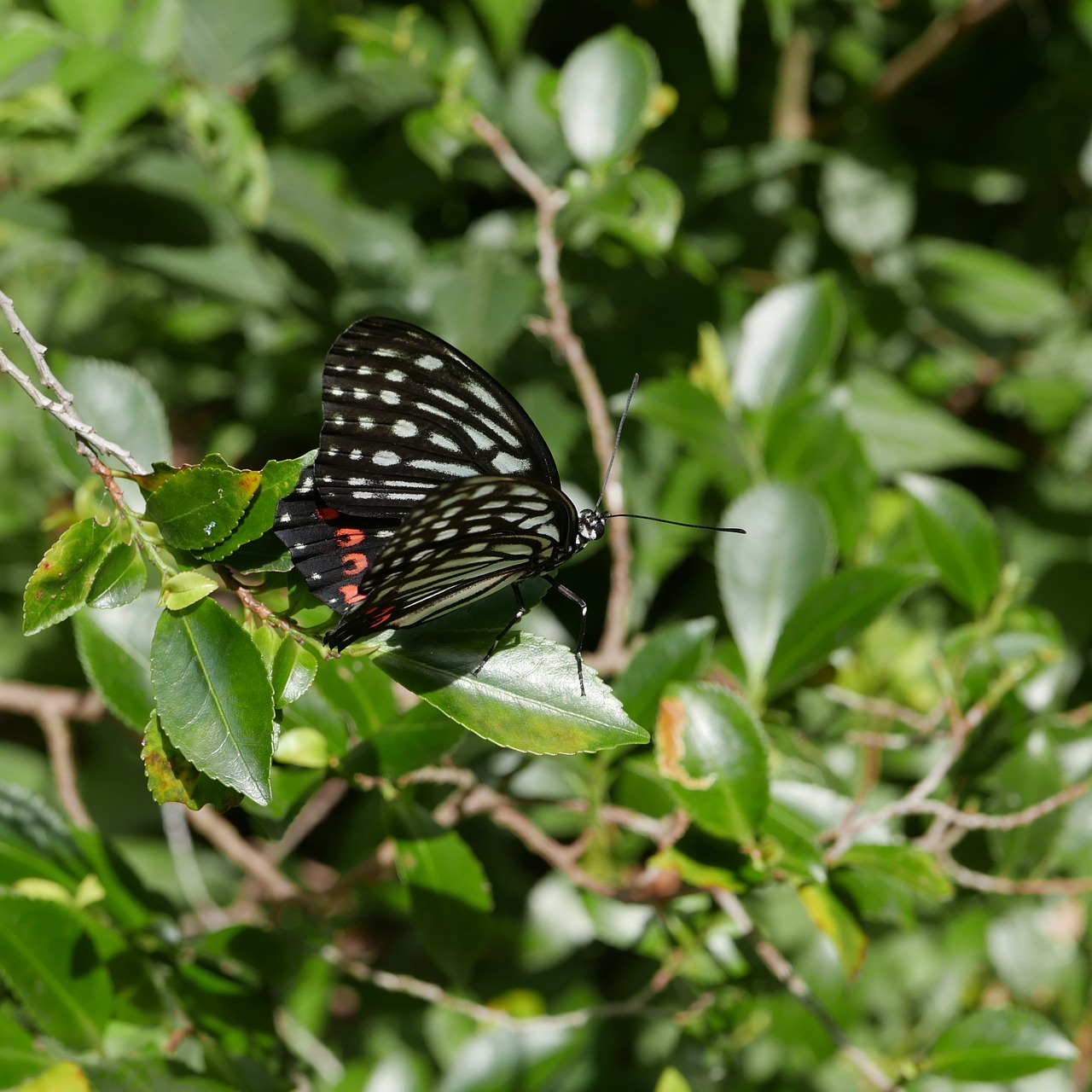 nature butterfly closeup free photo