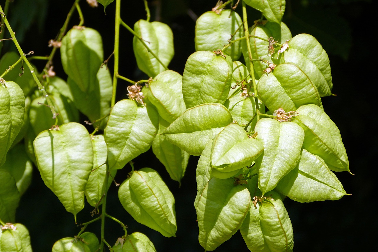 physalis nature green free photo