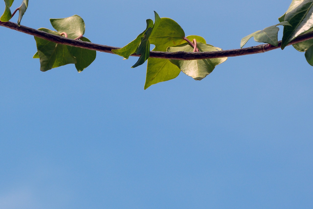 nature background blue free photo