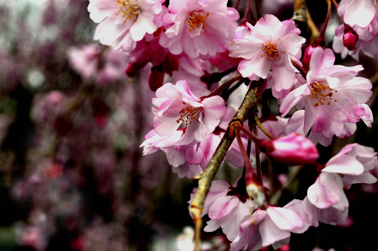 sakura nature spring free photo