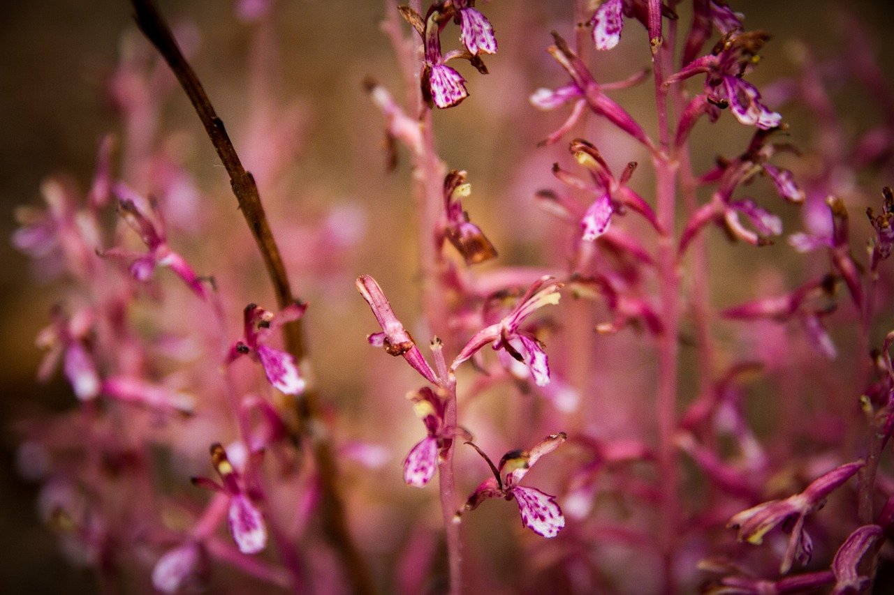 nature orchid flowers free photo