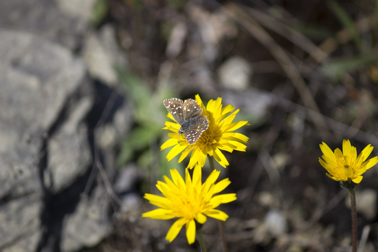 nature flower butterfly free photo