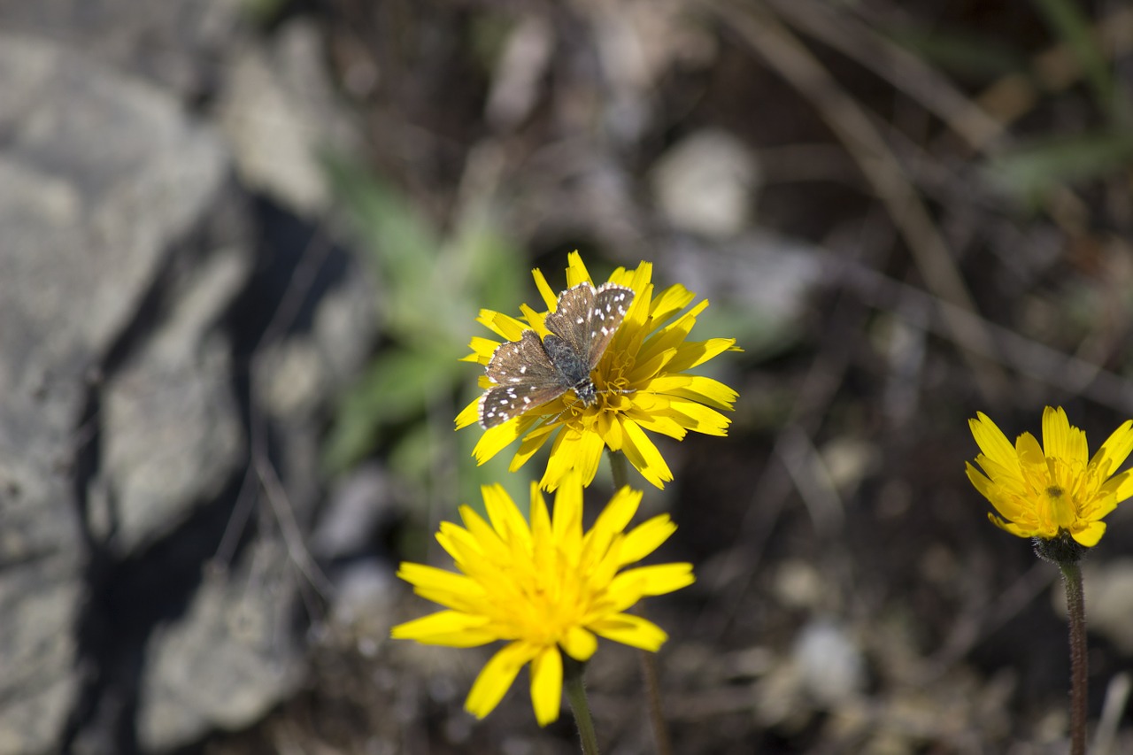 nature flower butterfly free photo