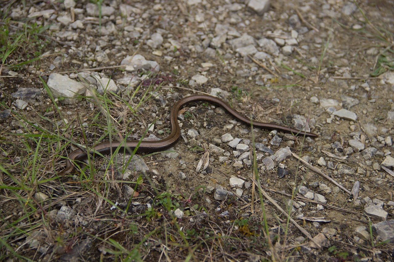 snake slow worm natrix free photo