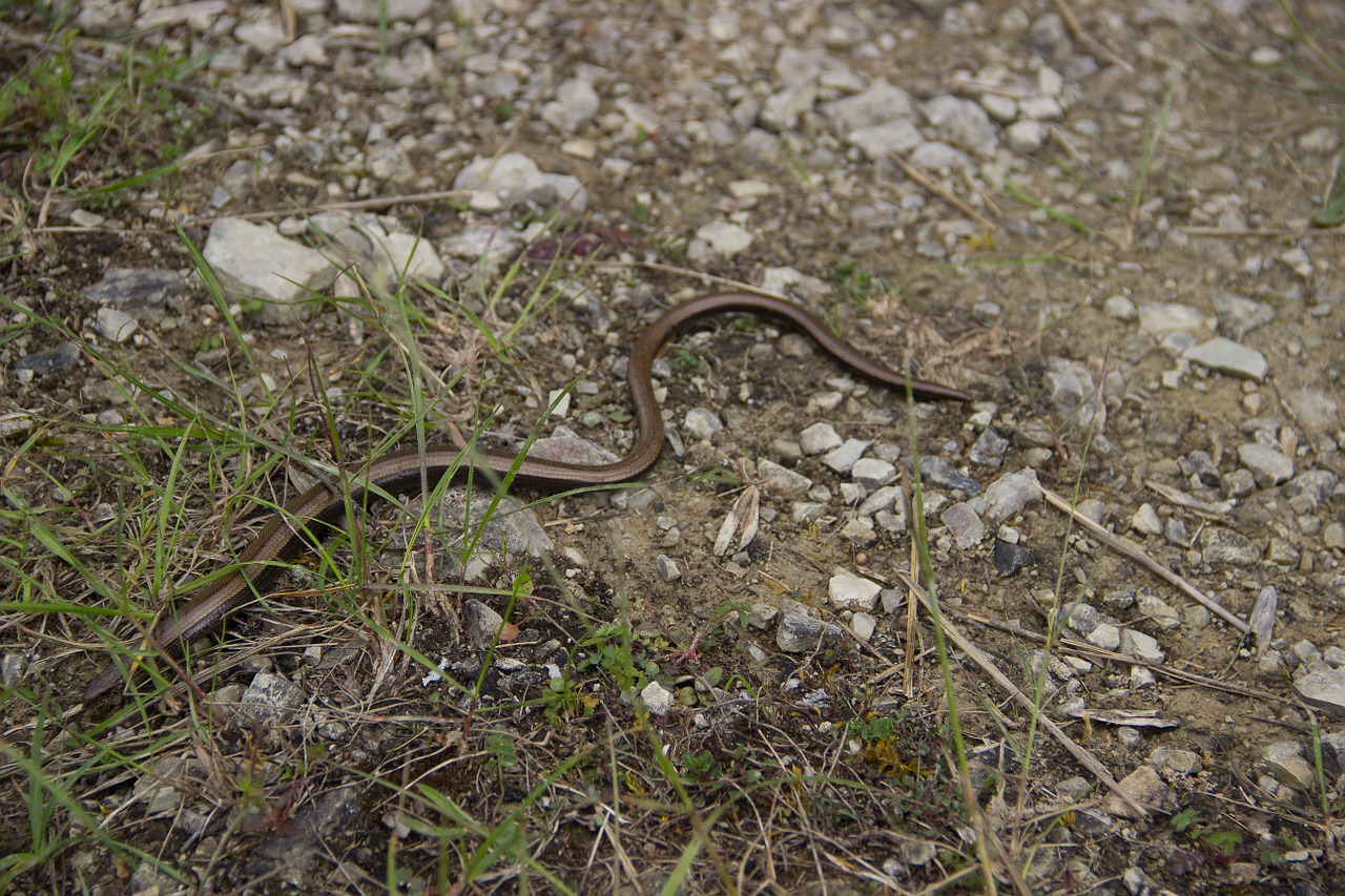 snake natrix slow worm free photo