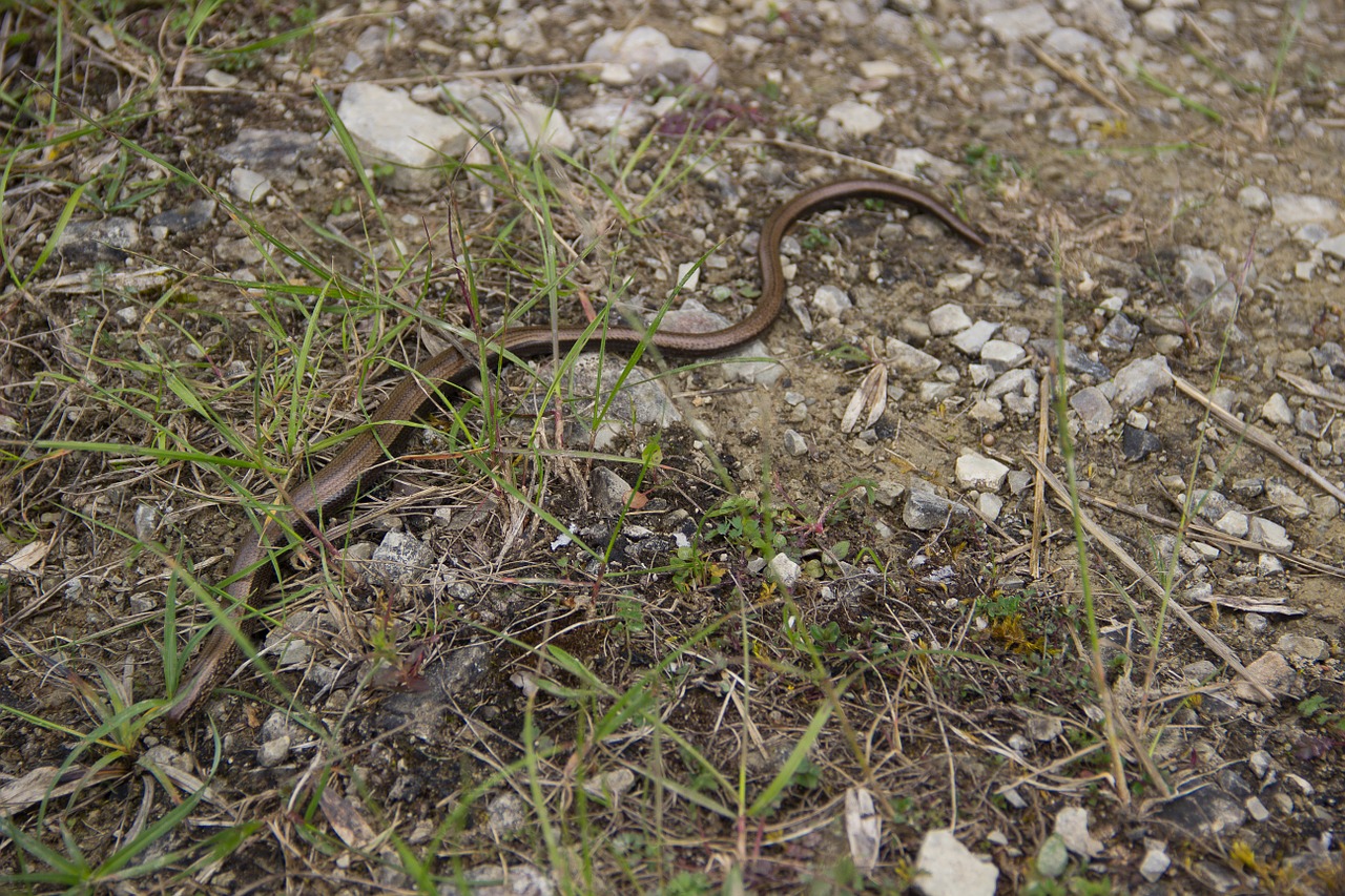 nature slow worm snake free photo