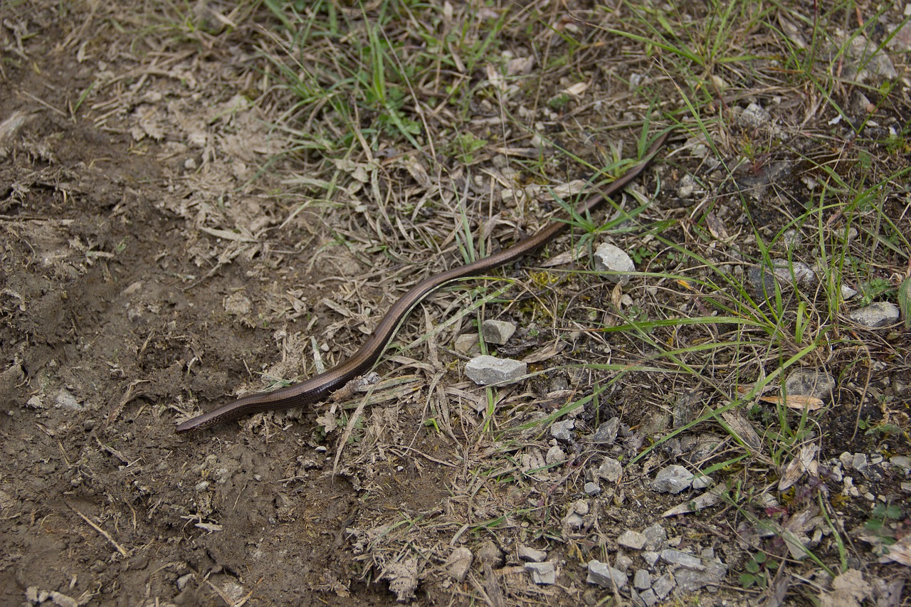 snake slow worm natrix free photo