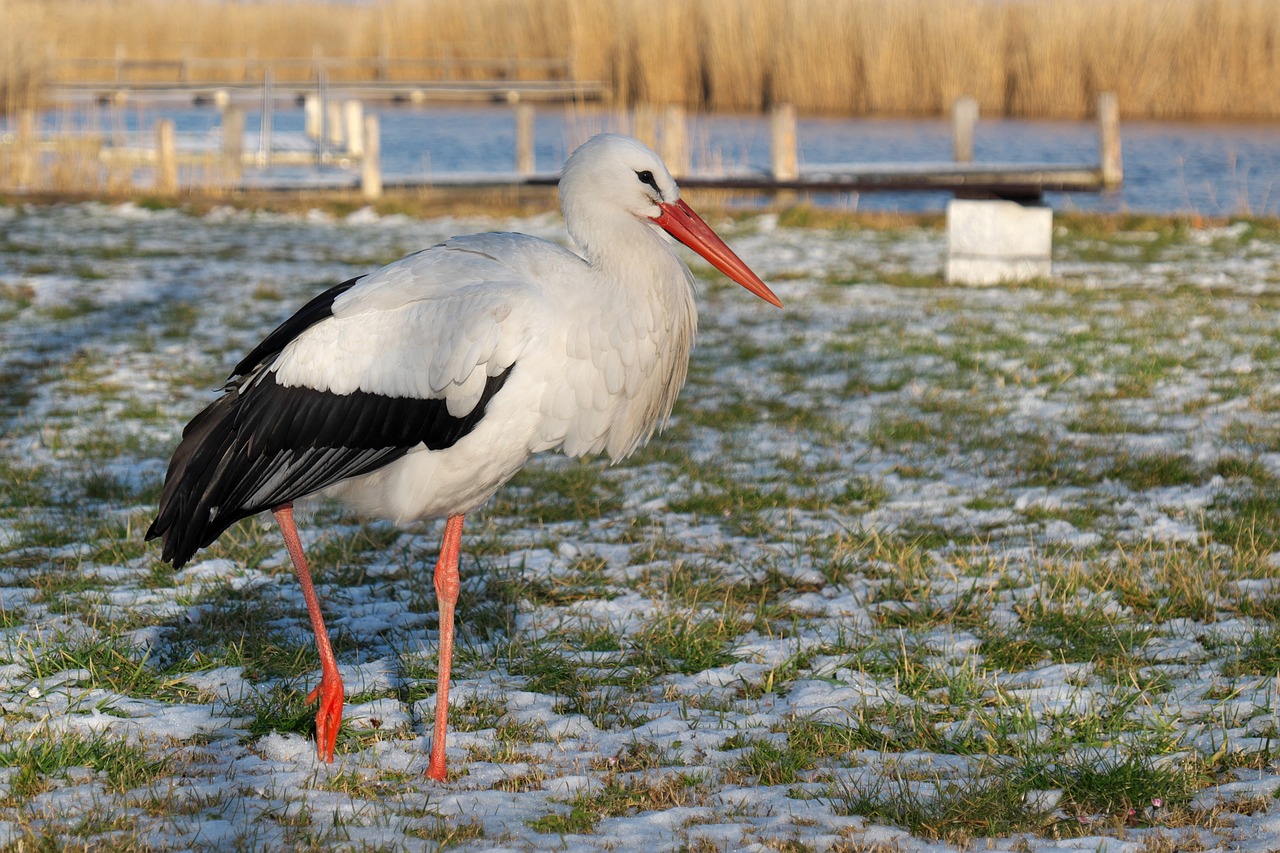 nature stork bird free photo