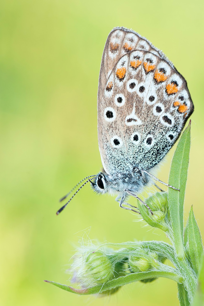 nature insect butterfly free photo