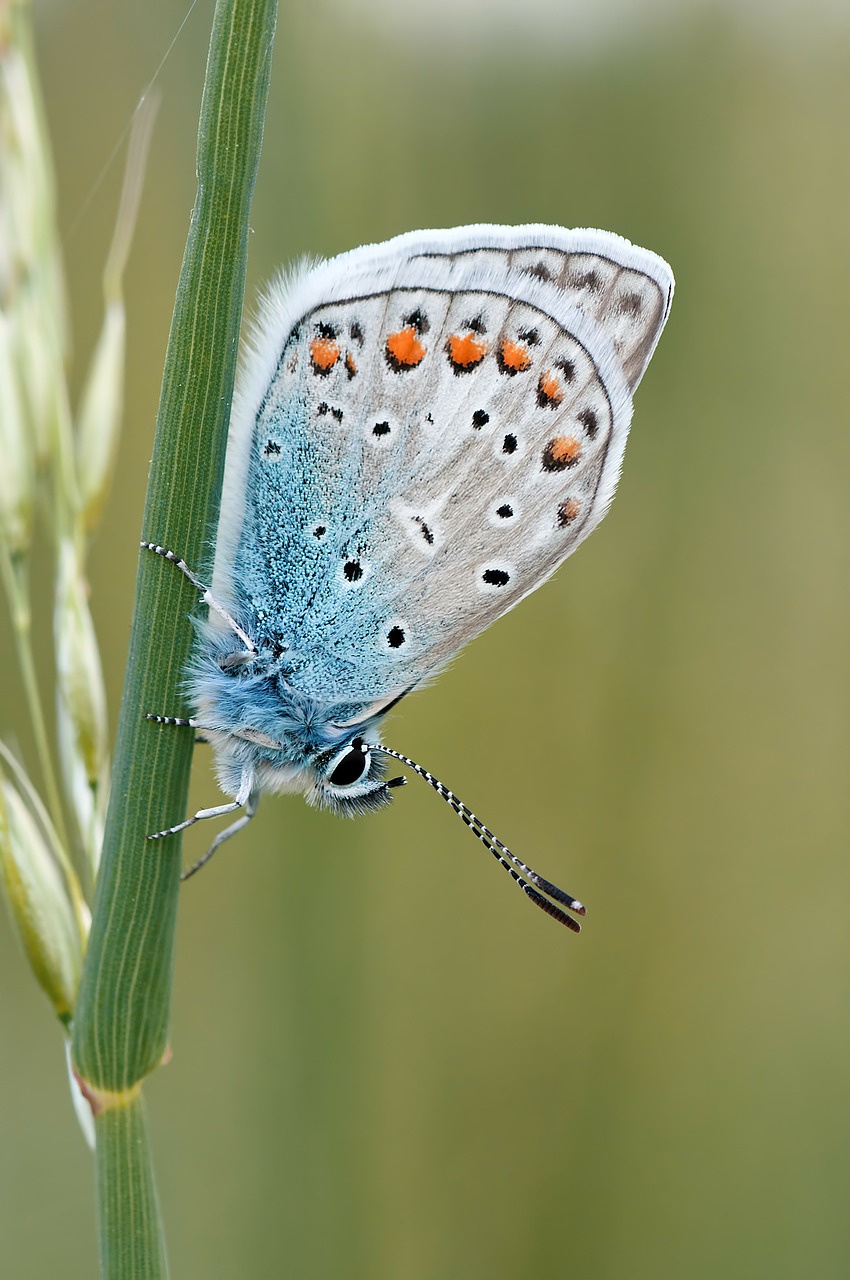 nature insect butterfly free photo