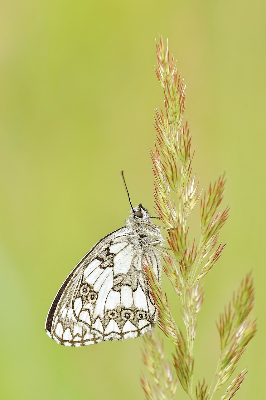 nature insect butterfly free photo