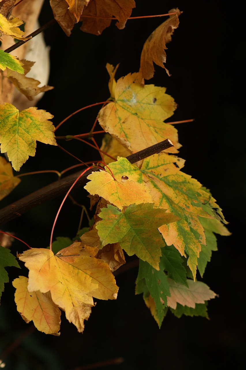 nature autumn leaves yellow free photo