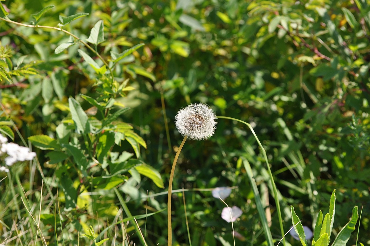 nature dandelion flower free photo