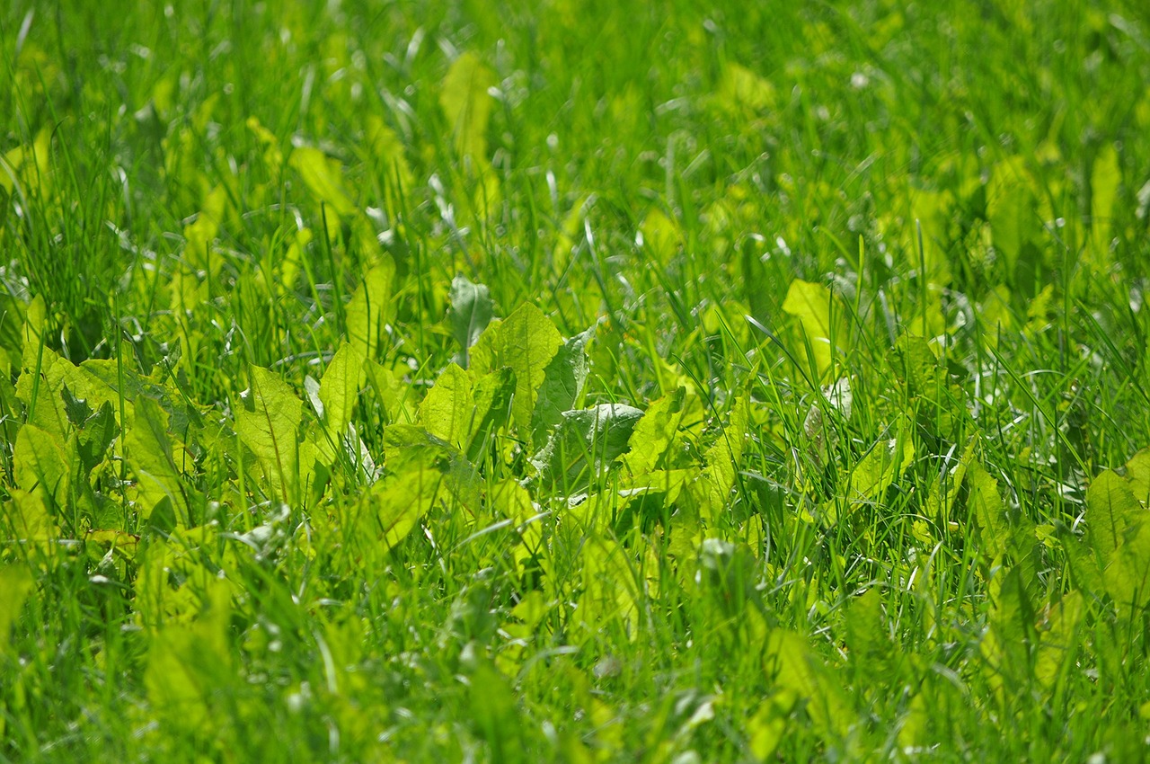 nature grass green free photo