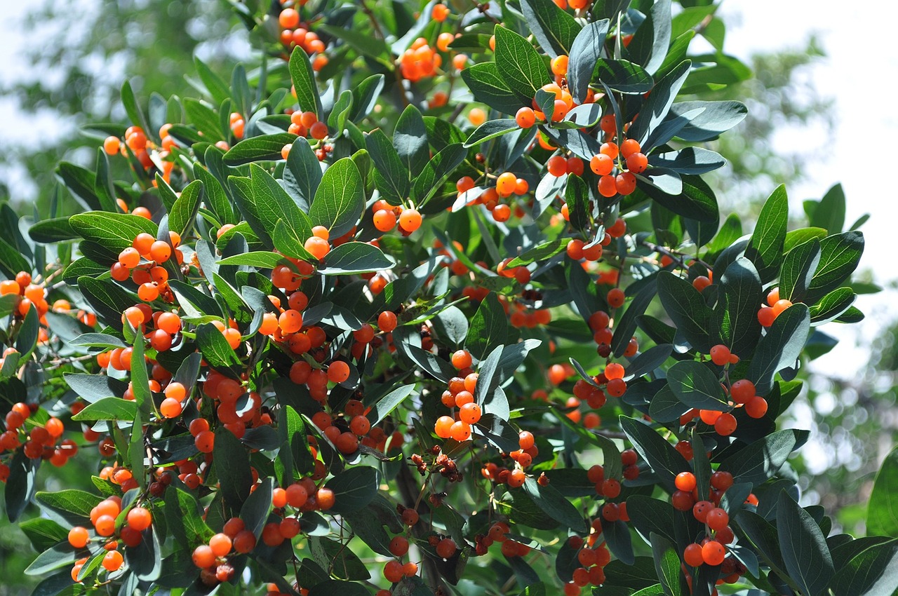 nature berry tree free photo