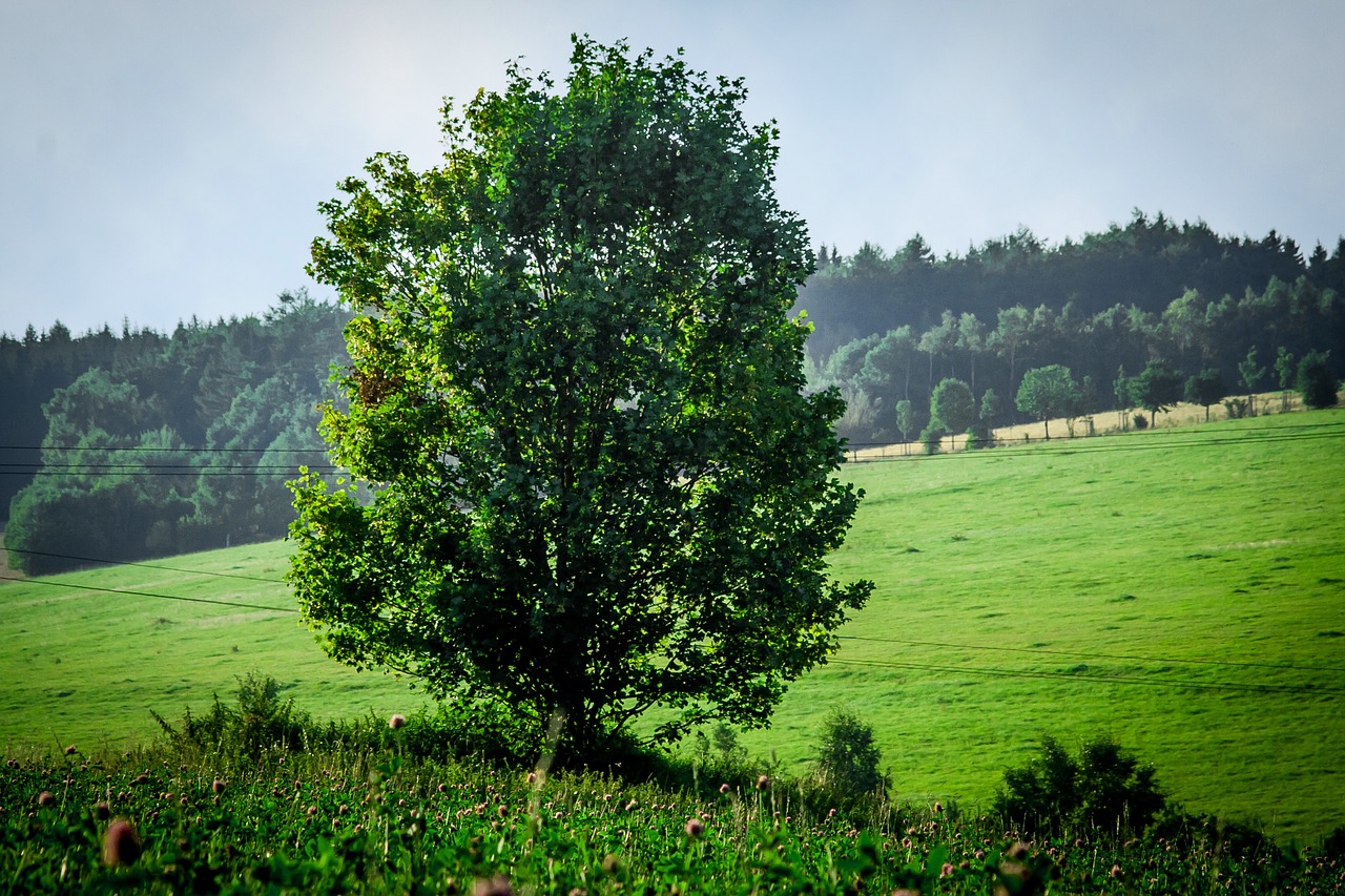 nature tree meadow free photo